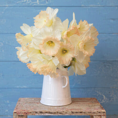 British Gamble, Daffodil - 10 Bulbs image number null